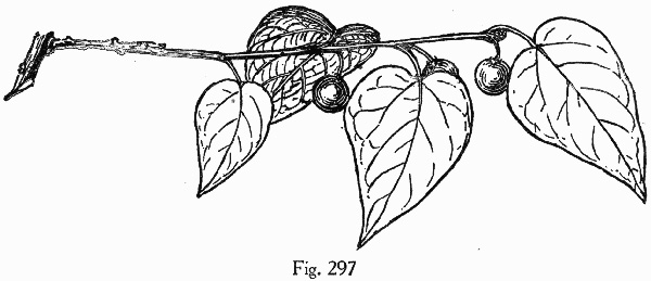 image of Celtis laevigata, Sugarberry, Southern Hackberry, Smooth Hackberry, Lowland Hackberry