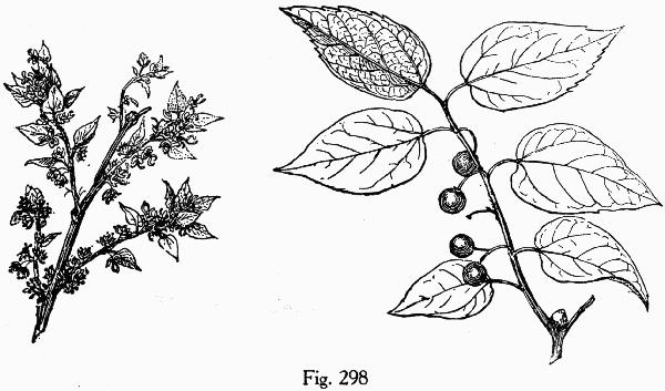 image of Celtis pumila, Georgia Hackberry, Dwarf Hackberry