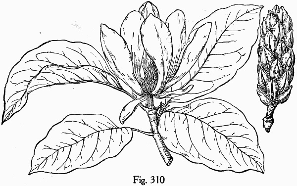 image of Magnolia acuminata var. acuminata, Cucumber Magnolia, Cucumber-tree