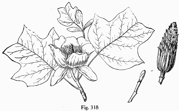 image of Liriodendron tulipifera var. tulipifera, Tuliptree, Yellow Poplar, Whitewood