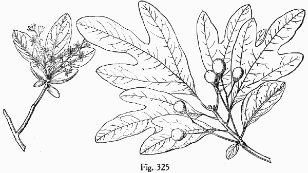 image of Sassafras albidum, Sassafras