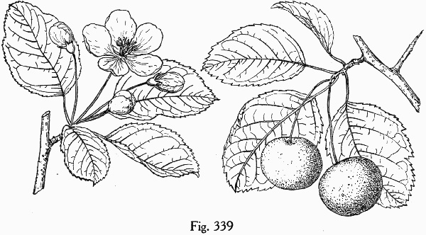 image of Malus coronaria, Sweet Crabapple, Wild Crabapple