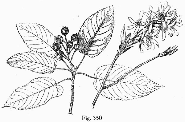 image of Amelanchier canadensis, Canadian Serviceberry, Eastern Serviceberry