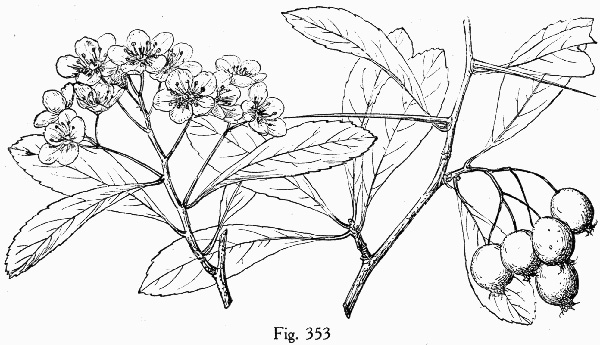 image of Crataegus crus-galli var. crus-galli, Cockspur Hawthorn