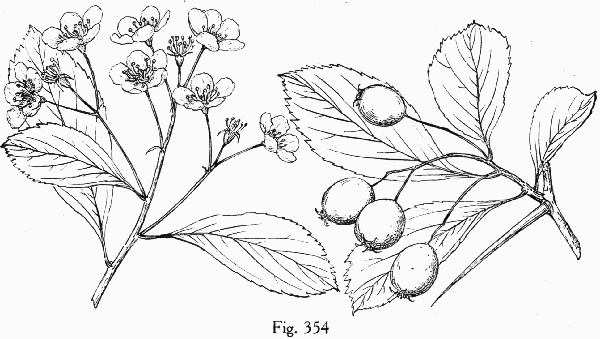 image of Crataegus crus-galli var. crus-galli, Cockspur Hawthorn