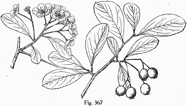 image of Crataegus berberifolia var. engelmannii, Engelmann's Hawthorn