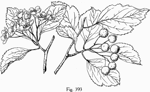 image of Crataegus viridis, Green Hawthorn, Greenhaw
