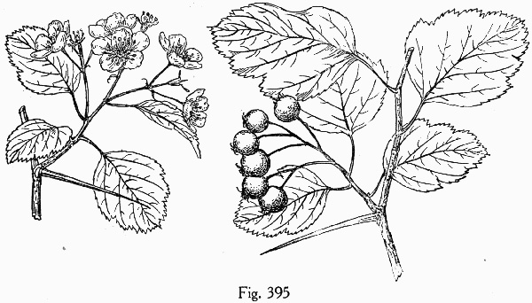 image of Crataegus viridis, Green Hawthorn, Greenhaw