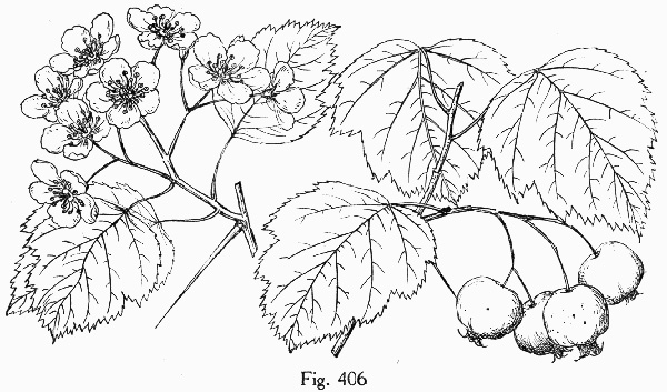 image of Crataegus pruinosa var. pruinosa, Frosted Hawthorn