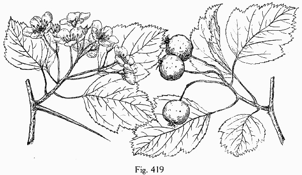 image of Crataegus schuettei, Schuette's Hawthorn
