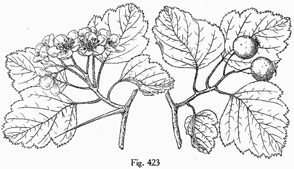 image of Crataegus mollis var. mollis, Downy Hawthorn