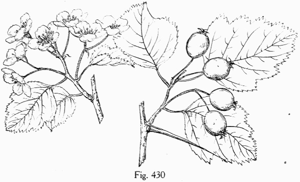 image of Crataegus submollis, Northern Downy Hawthorn, Quebec Hawthorn