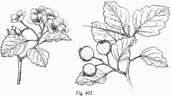 drawing of Crataegus mollis var. lanuginosa, Woolly Hawthorn, Webb City Hawthorn