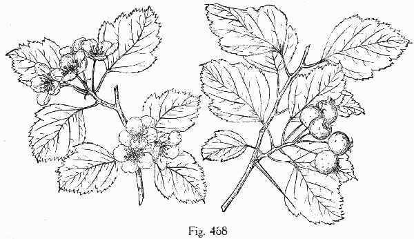 image of Crataegus pulcherrima var. opima, Broadleaved Beautiful Hawthorn