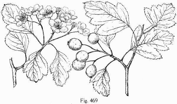 image of Crataegus pulcherrima var. pulcherrima, Beautiful Hawthorn