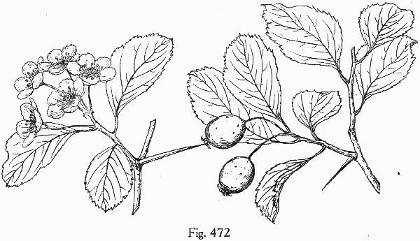 image of Crataegus ×flava, Yellow Hawthorn, Yellowleaf Hawthorn