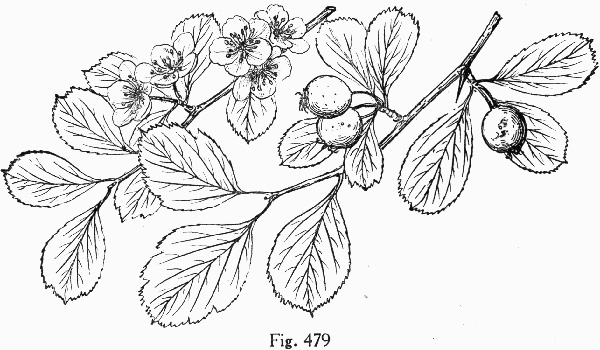 image of Crataegus ravenelii, Ravenel's Hawthorn