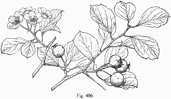 image of Crataegus aprica, Sunny Hawthorn