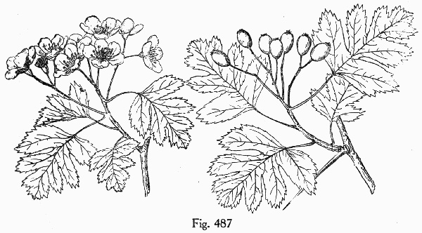 image of Crataegus marshallii, Parsley Hawthorn, Parsley Haw