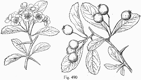 image of Crataegus brachyacantha, Blueberry Hawthorn