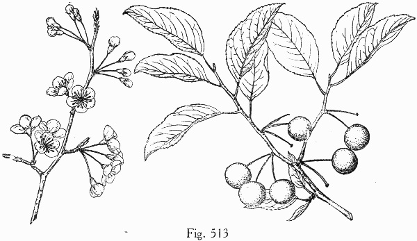 image of Prunus umbellata, Hog Plum, Flatwoods Plum