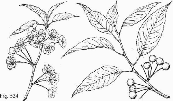 image of Prunus pensylvanica, Fire Cherry, Pin Cherry