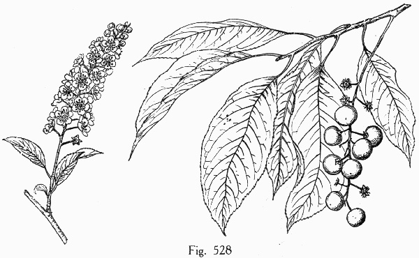 image of Prunus serotina var. serotina, Black Cherry, Eastern Wild Black Cherry, Bird Cherry