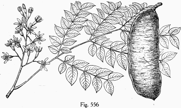 image of Gymnocladus dioicus, Kentucky Coffeetree, Kentucky Mahogany