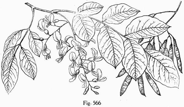 image of Cladrastis kentukea, Kentucky Yellowwood, Gopherwood