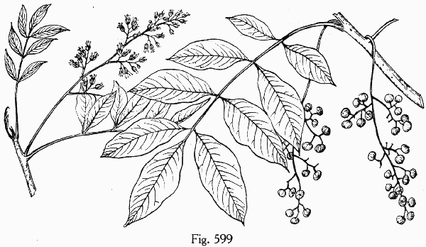 image of Toxicodendron vernix, Poison Sumac, Thunderwood