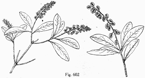 drawing of Cliftonia monophylla, Buckwheat-tree, Black Titi, Buckwheat-bush