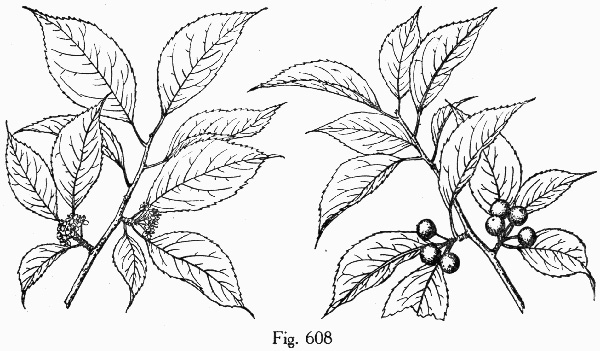 image of Ilex montana, Mountain Holly, Mountain Winterberry