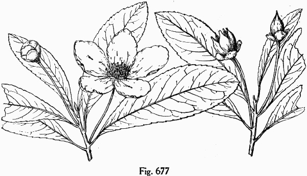 image of Gordonia lasianthus, Loblolly Bay, Gordonia