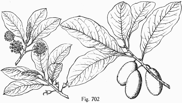 image of Nyssa ogeche, Ogeechee Tupelo, Ogeechee Lime, Ogeechee Plum