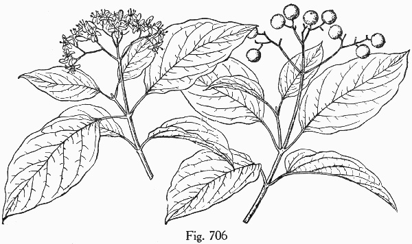 image of Swida asperifolia, Eastern Roughleaf Dogwood