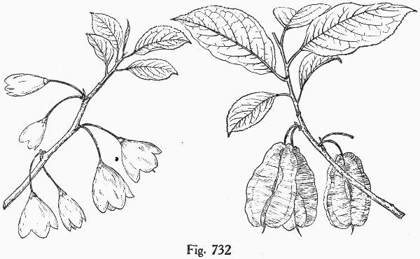 drawing of Halesia tetraptera var. tetraptera, Common Silverbell