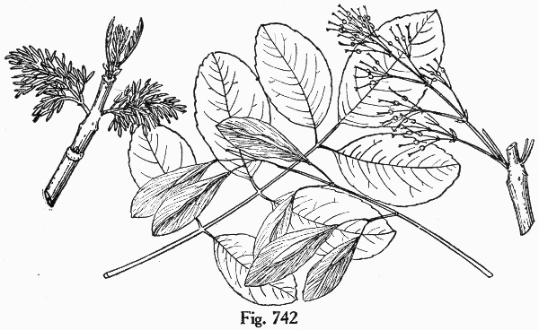 image of Fraxinus caroliniana, Carolina Ash, Water Ash, Pop Ash