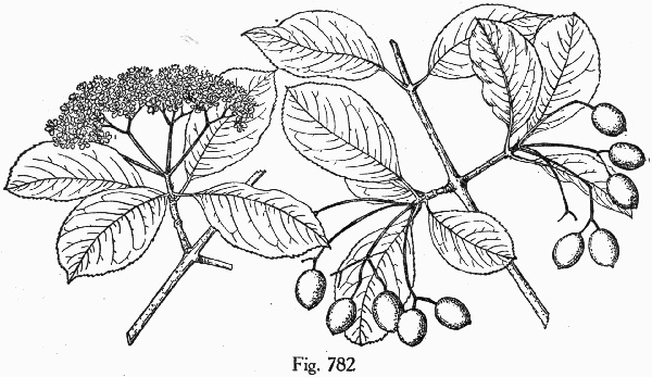 drawing of Viburnum prunifolium, Blackhaw, Nannyberry