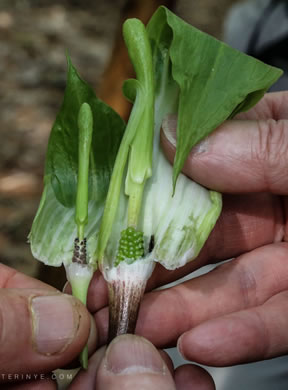 spathe