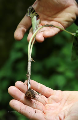 image of Arisaema triphyllum, Common Jack in the Pulpit, Indian Turnip