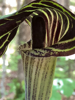 image of Arisaema triphyllum, Common Jack-in-the-Pulpit, Indian Turnip