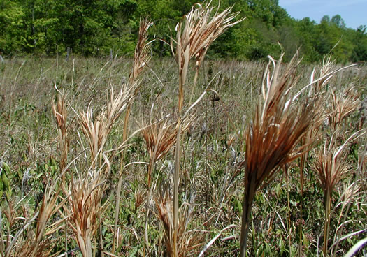 image of Andropogon glomeratus, Common Bushy Bluestem, Bushy Beardgrass, Bog Broomsedge, Clustered Bluestem