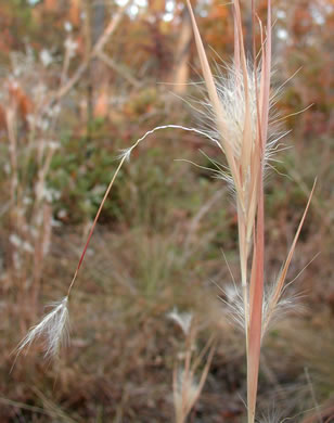 Elliott's Bluestem (Andropogon gyrans)