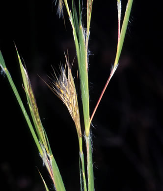 Mohr's Bluestem (Andropogon mohrii)