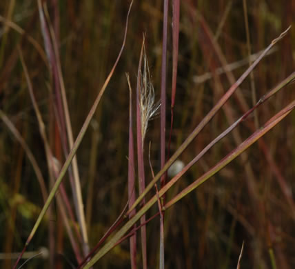 image of Andropogon perangustatus, Narrowleaf Bluestem