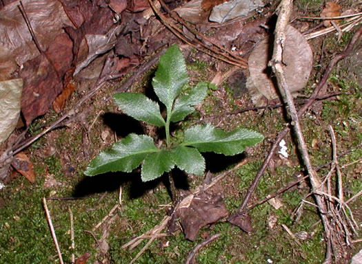 image of Sceptridium biternatum, Southern Grapefern