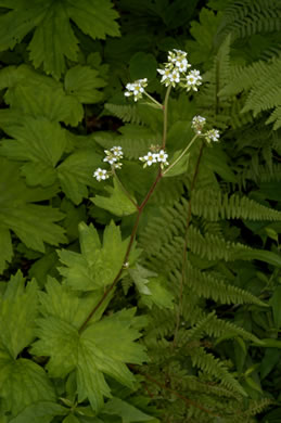 image of Boykinia aconitifolia, Brook-saxifrage, Eastern Boykinia, Allegheny Brookfoam, Aconite-saxifrage