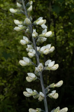 flower of Baptisia alba, Thick-pod White Wild Indigo