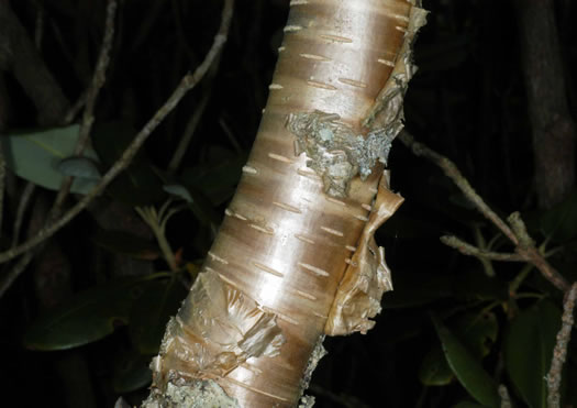 image of Betula alleghaniensis, Yellow Birch