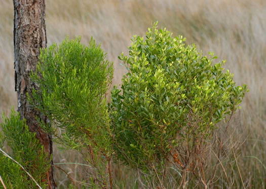 image of Baccharis angustifolia, Saltwater False-willow, False Saltwater Willow